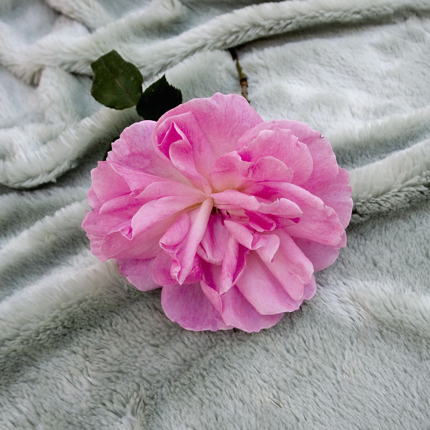 The making of a rose. Fotografía digital. 70x70 cm. 2008